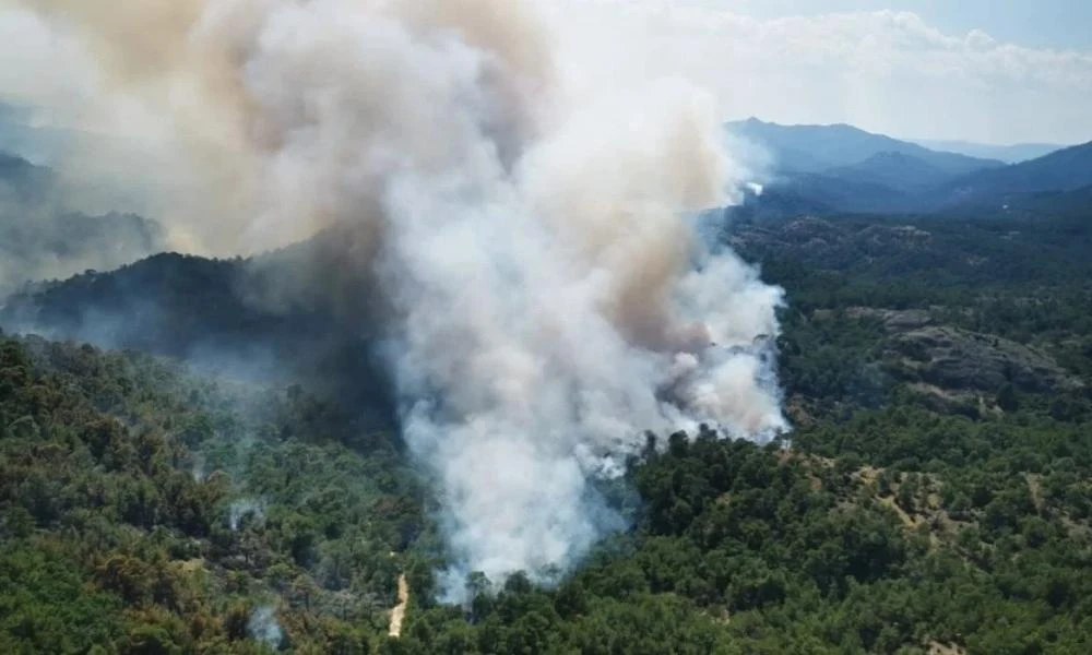 Greenpeace: Τραγικό το αποτέλεσμα από την πυρκαγιά στη Δαδιά